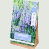 Bloembollen Camassia
