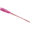 Droogboeket