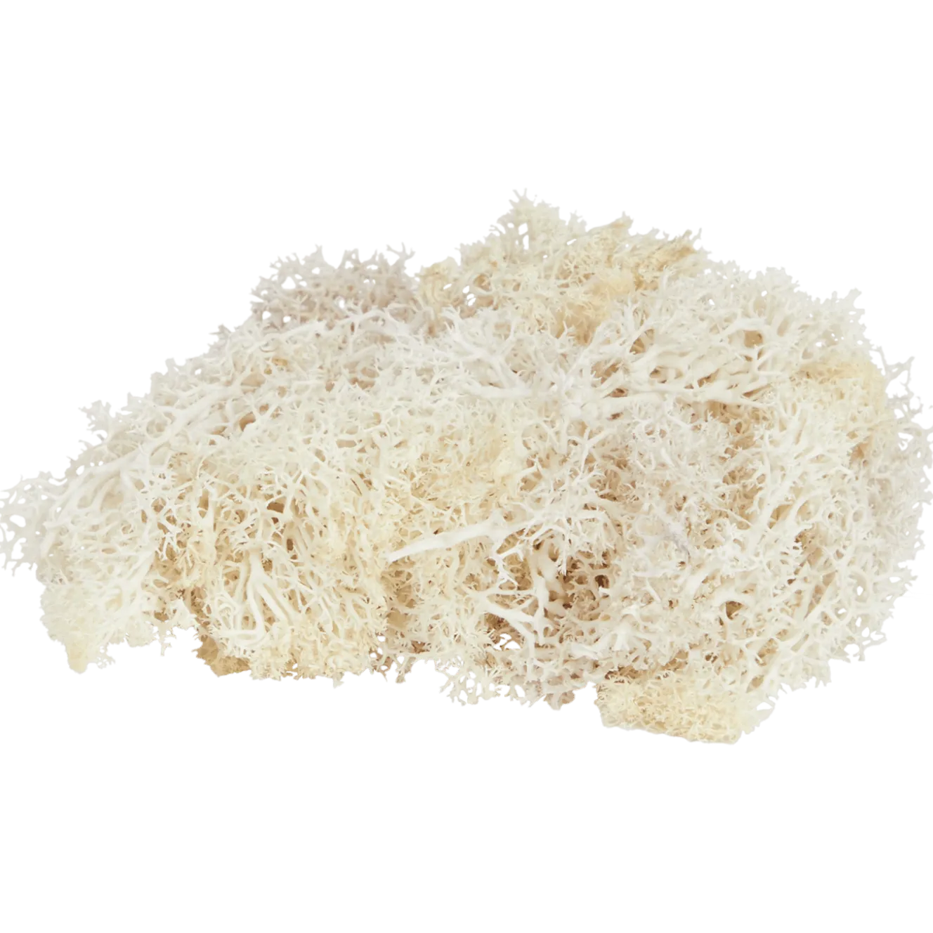 Home Accents decoratief mos