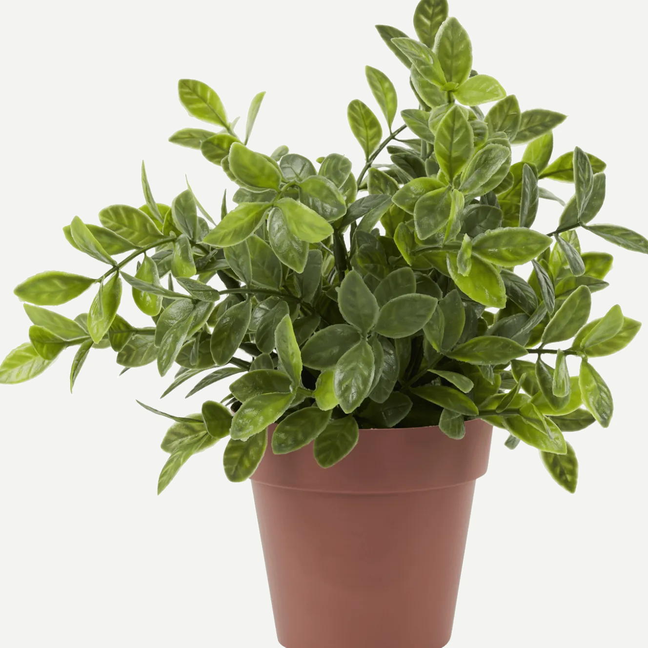 Kruidenplant in pot