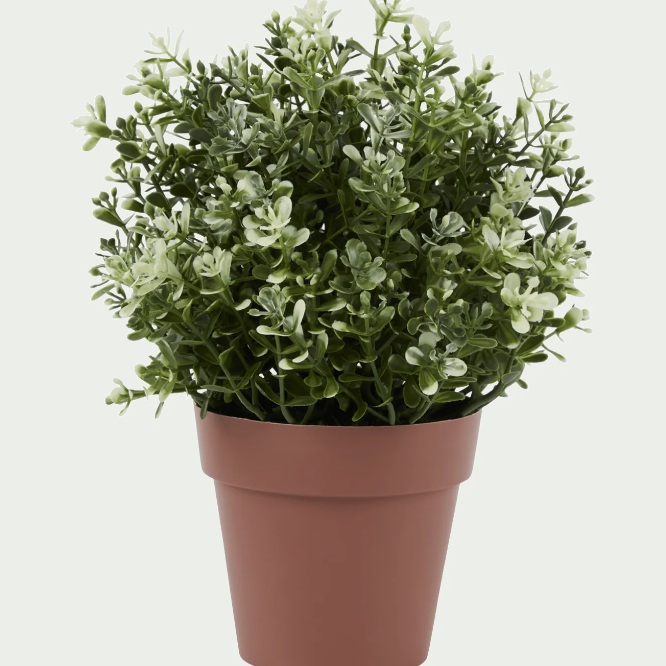 Kruidenplant in pot