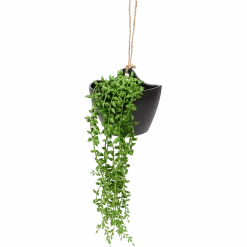 Kunsthangplant