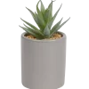 Kunst vetplant in pot