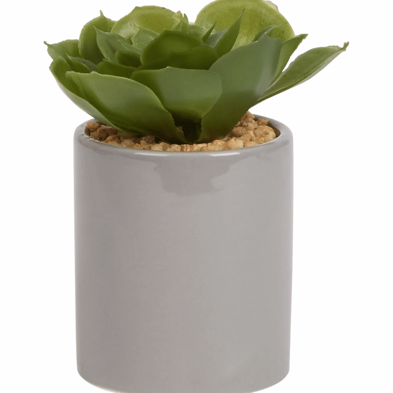 Kunst vetplant in pot